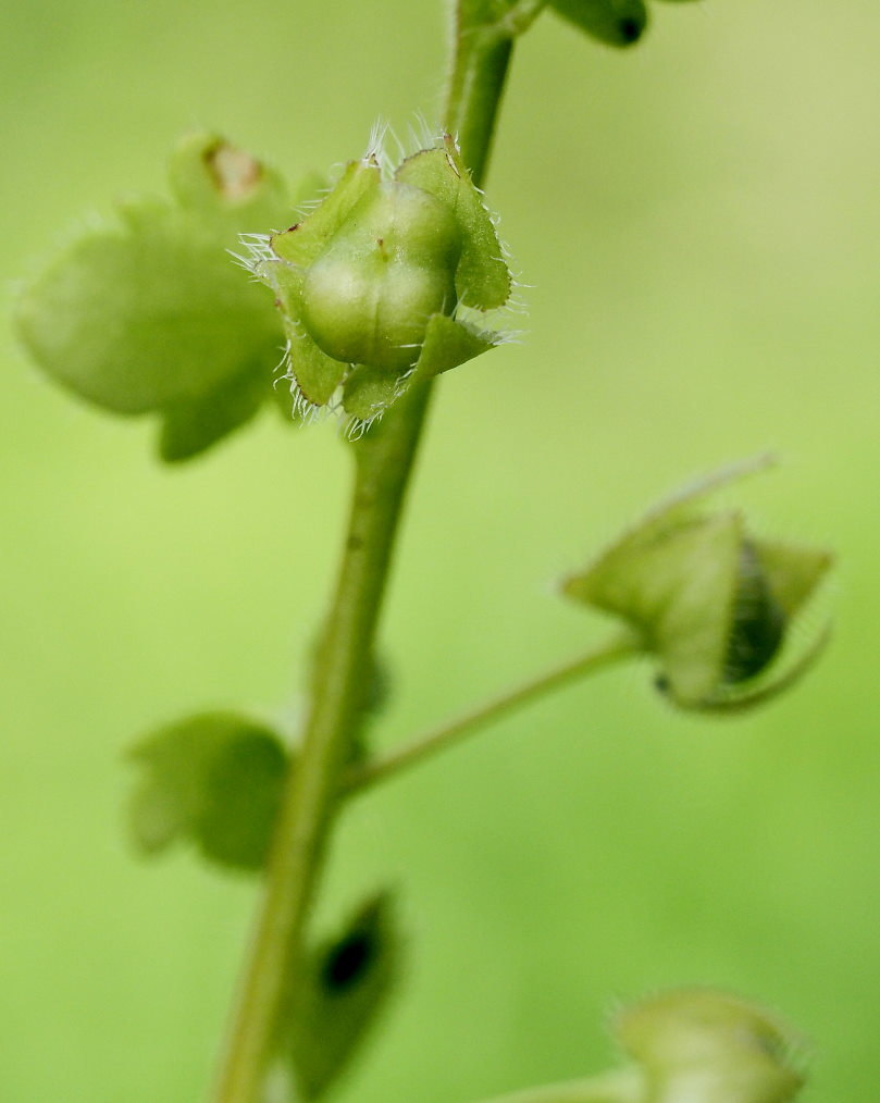 懐かしい野良で 花や虫_c0305565_17161717.jpg