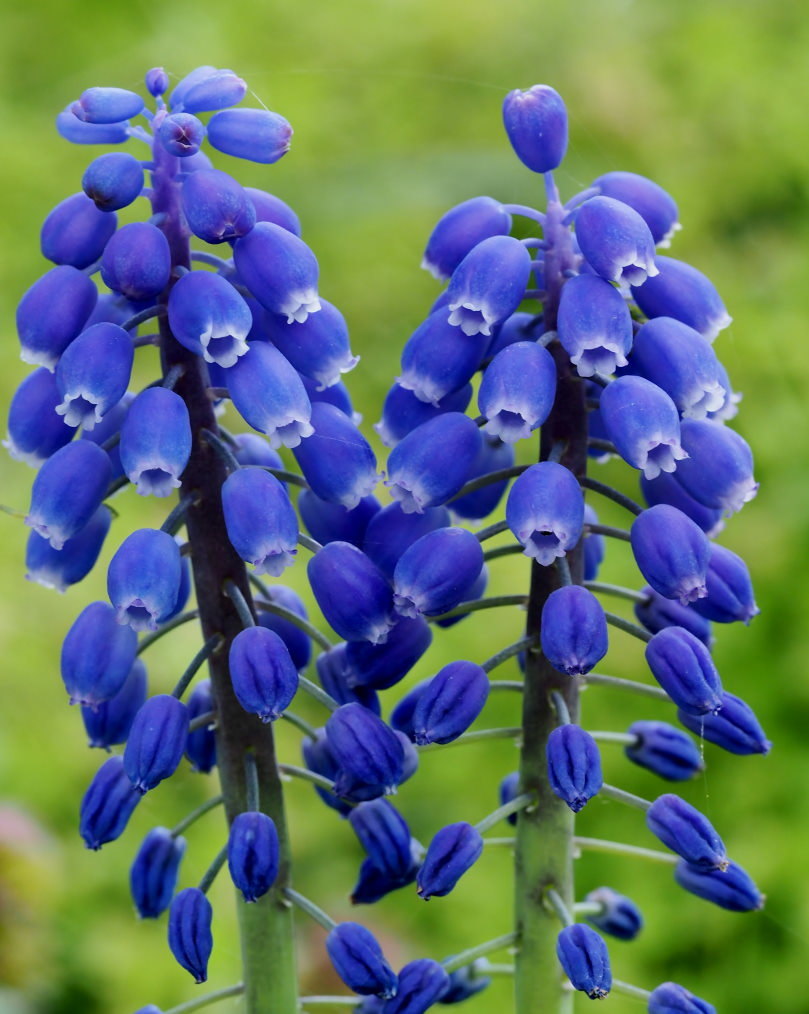 懐かしい野良で 花や虫_c0305565_17165407.jpg