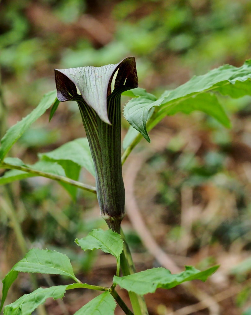 懐かしい野良で 花や虫_c0305565_17171235.jpg