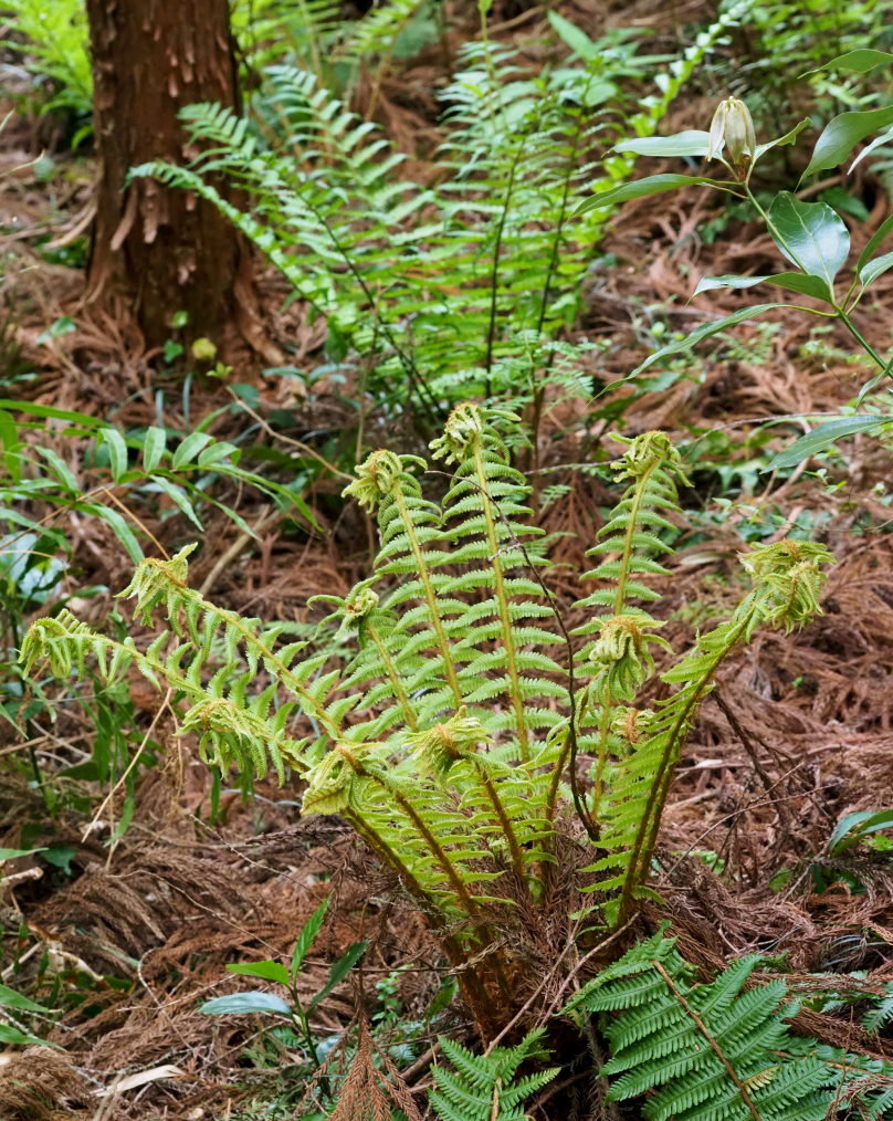 懐かしい野良で 花や虫_c0305565_17172490.jpg