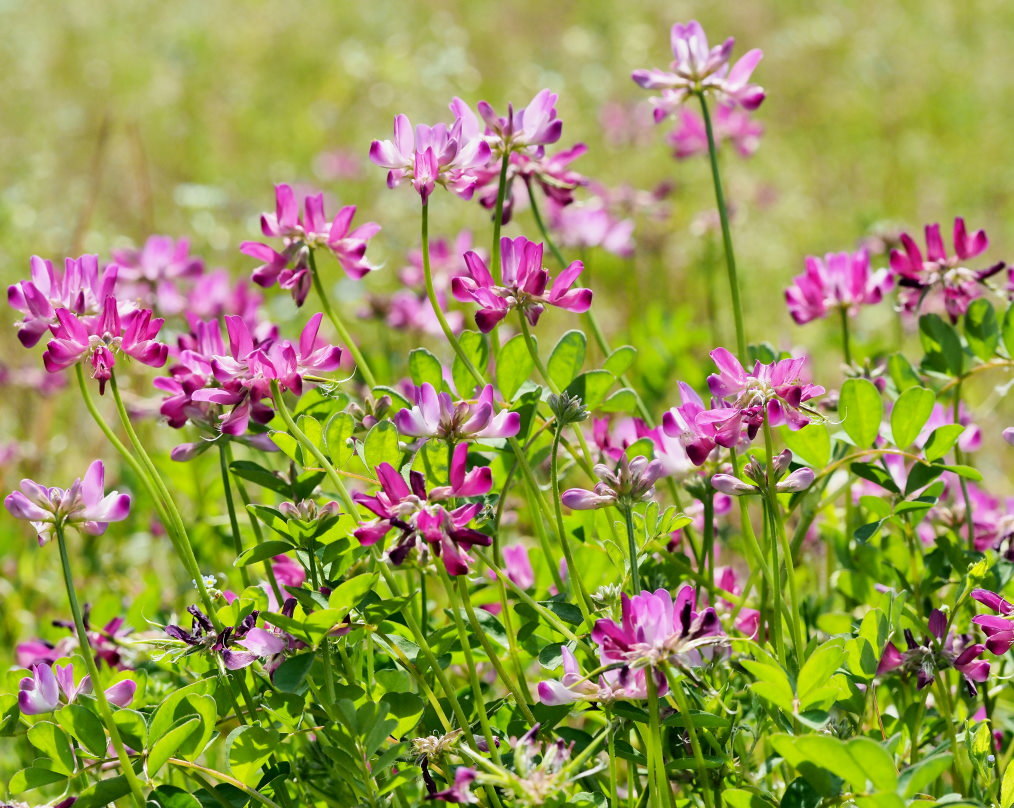 懐かしい野良で 花や虫_c0305565_17174598.jpg