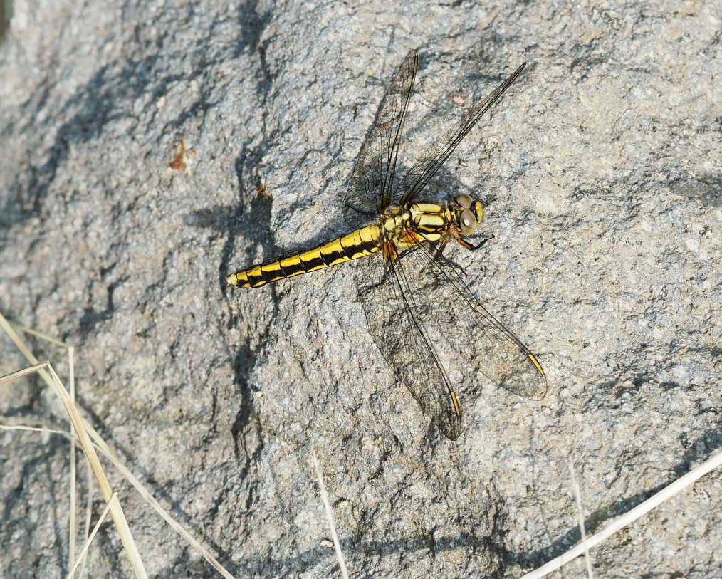 懐かしい野良で 花や虫_c0305565_17182778.jpg