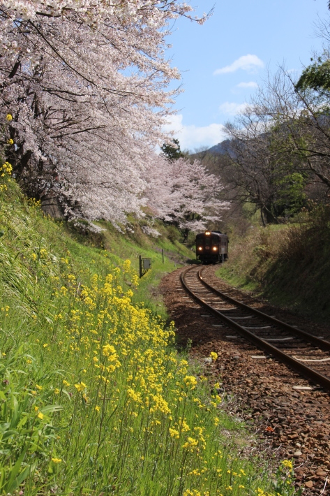 桜 PlayBack ~列車とのコラボ~_b0369971_10535727.jpg