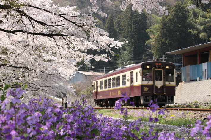 桜 PlayBack ~列車とのコラボ~_b0369971_10592446.jpg
