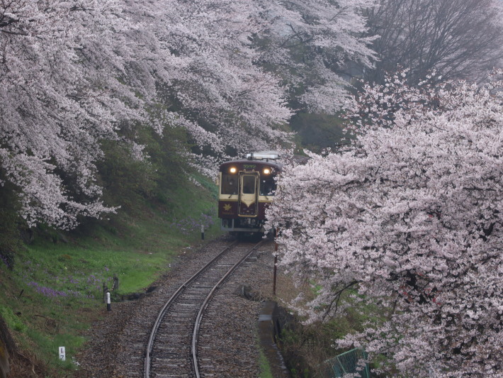 桜 PlayBack ~列車とのコラボ~_b0369971_11020480.jpg
