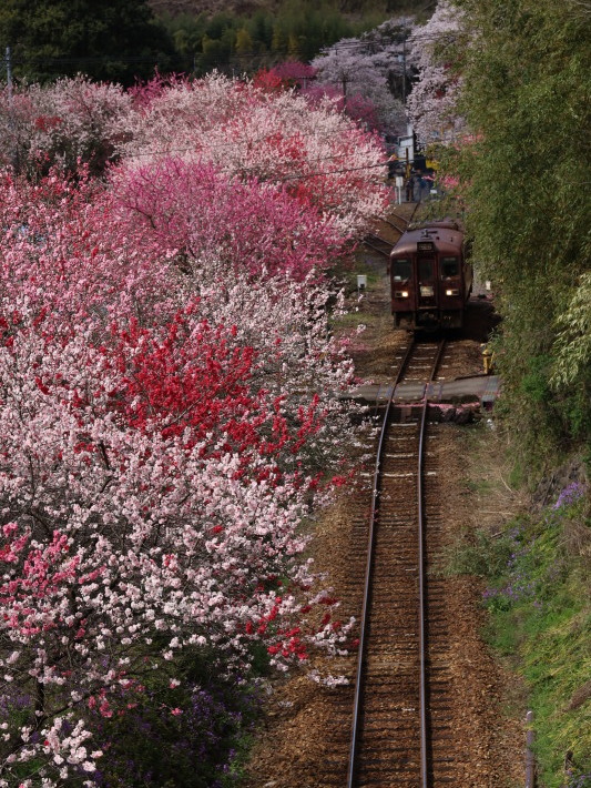 桜 PlayBack ~列車とのコラボ~_b0369971_11035605.jpg
