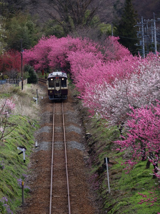 桜 PlayBack ~列車とのコラボ~_b0369971_11040875.jpg