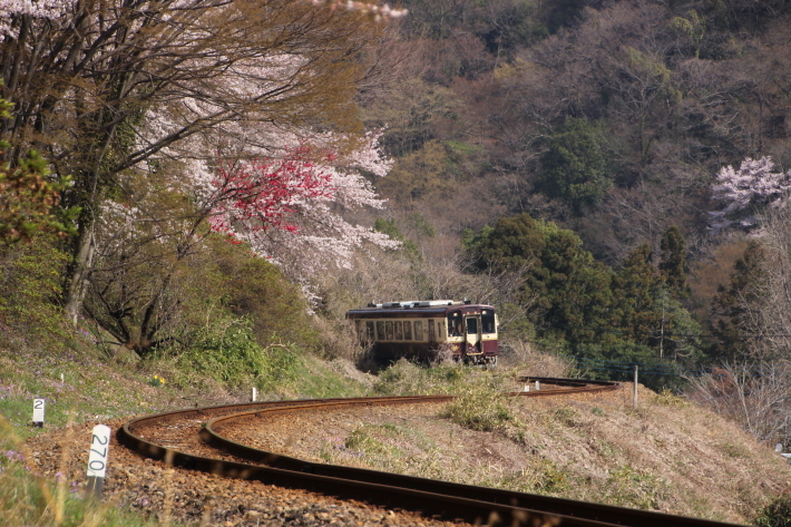 桜 PlayBack ~列車とのコラボ~_b0369971_12505306.jpg