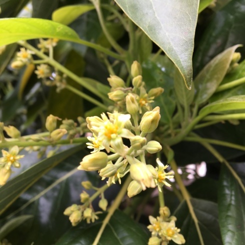 アボカドの花はたくさん咲くけれど 今日の気晴らし