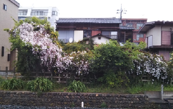 ハゴロモジャスミン が庭木を覆いつくし 家が見えません 健気に育つ植物たち