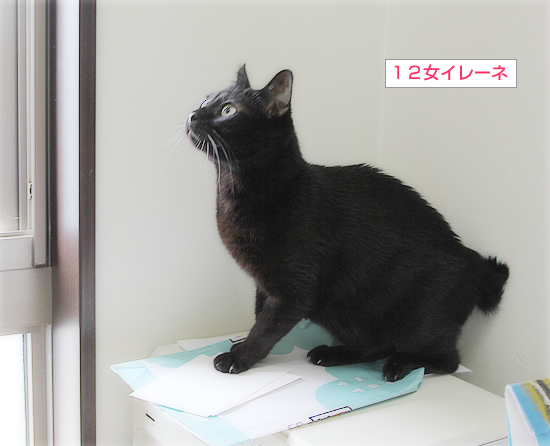 いたずらイレーネ_a0389088_08131309.jpg