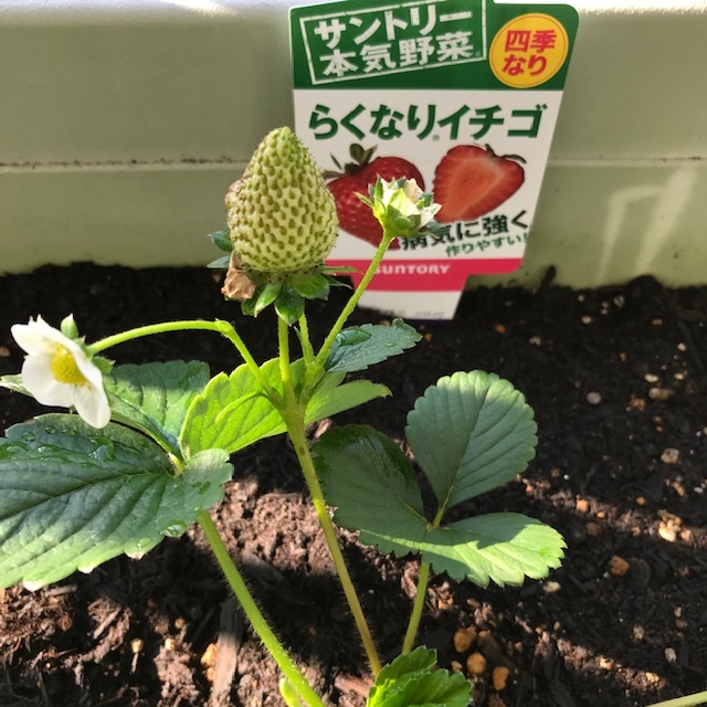ベランダのイチゴ_f0204295_13371362.jpg