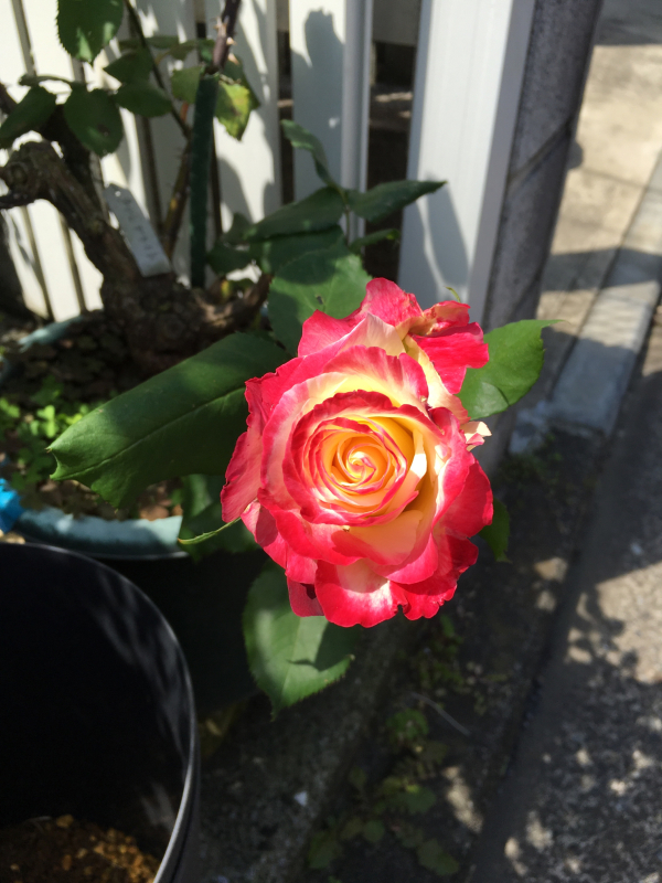 HTローズ 「 ダブル デライト 」の開花_c0195496_06131982.jpg