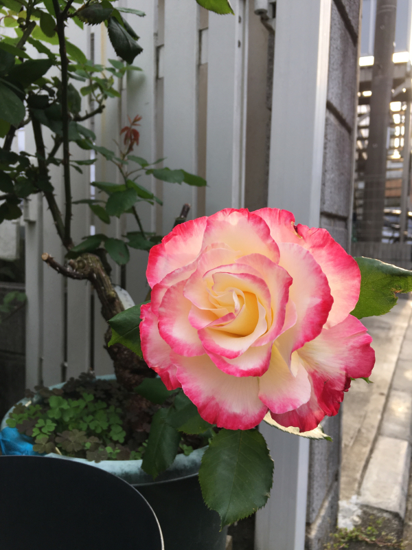 HTローズ 「 ダブル デライト 」の開花_c0195496_06384257.jpg