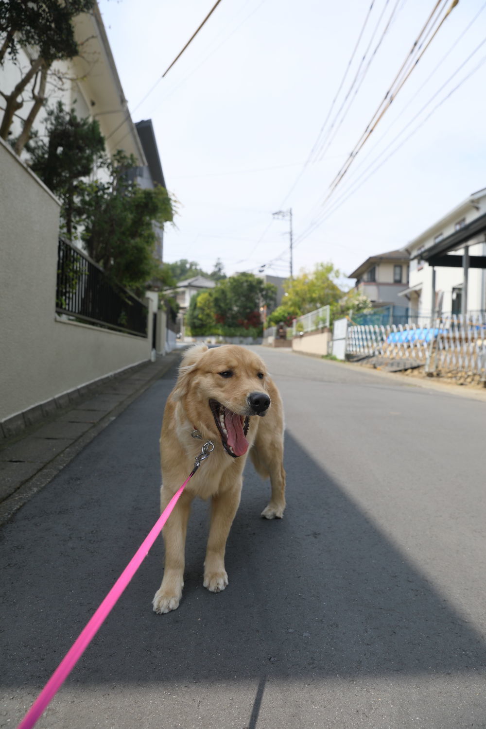 新たな日陰族さん♪_b0275998_16110857.jpg