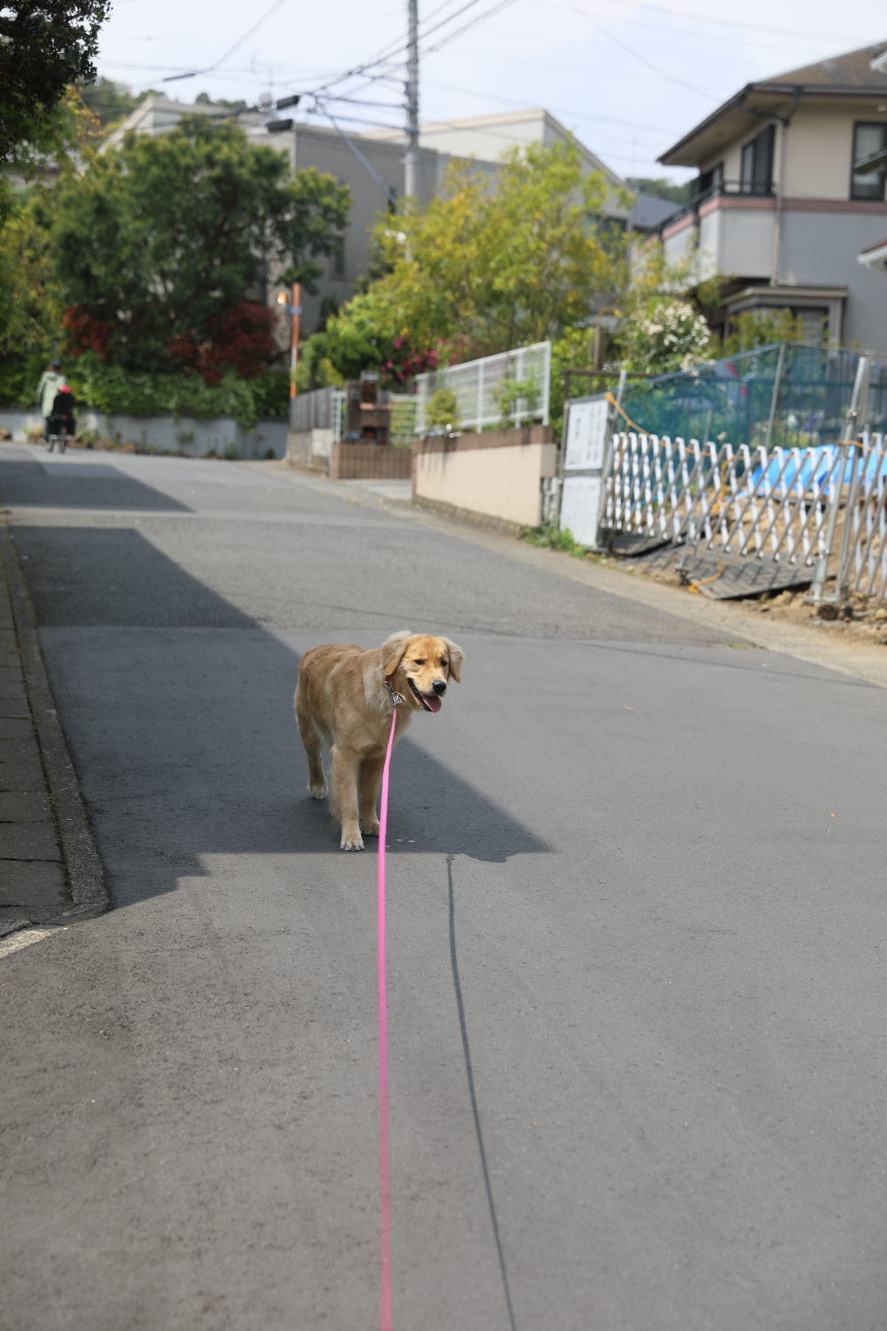 新たな日陰族さん♪_b0275998_16111455.jpg