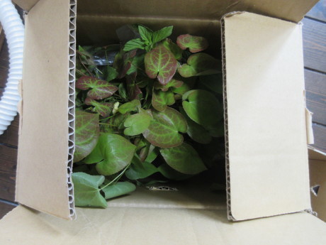 黄花イカリソウ苗の荷造り_a0203003_11302449.jpg