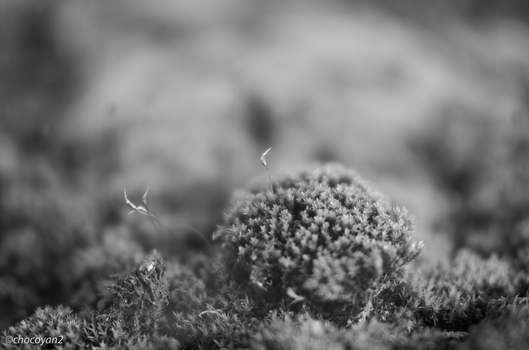 苔ティッシュワールド 光の贈りもの
