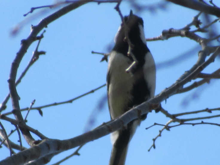 シジュウカラから目が離せない よく飲むオバチャン 本日のメニュー