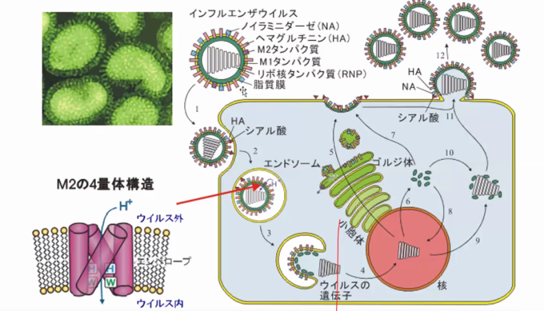 ウイルスはアルカリ性の身体の中では増殖できない_c0125114_10203054.png