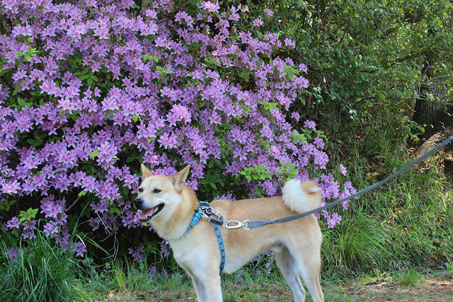 綺麗に花が咲いてます_e0371017_23393520.jpg