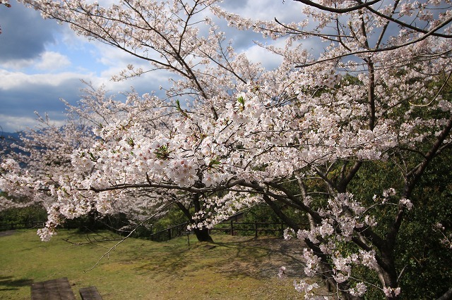 大曾根公園の桜満開（その2）（撮影：4月2日）_e0321325_19343852.jpg