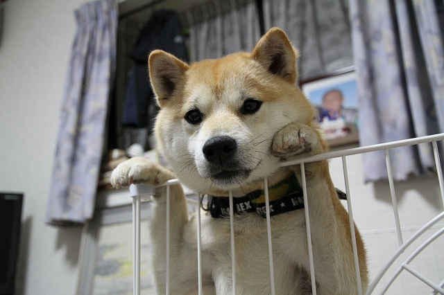 僕がまだ犬だった頃 カメラノチカラ 僕がまだ犬だった頃 カメラノチカラ