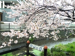 サラウェアのコットンで。_c0227633_15512063.jpg