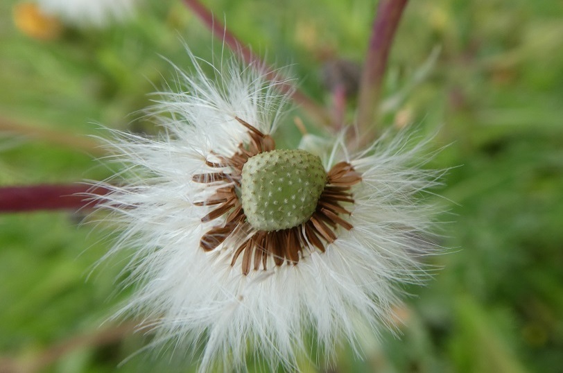 旅に出る ノゲシの綿毛 そらいろのパレット