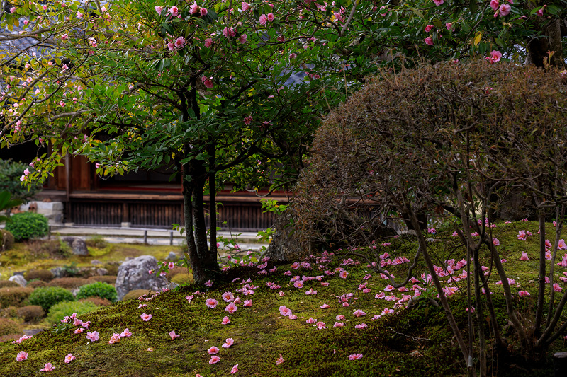 有楽椿落ちる等持院 花景色 K W C Photoblog