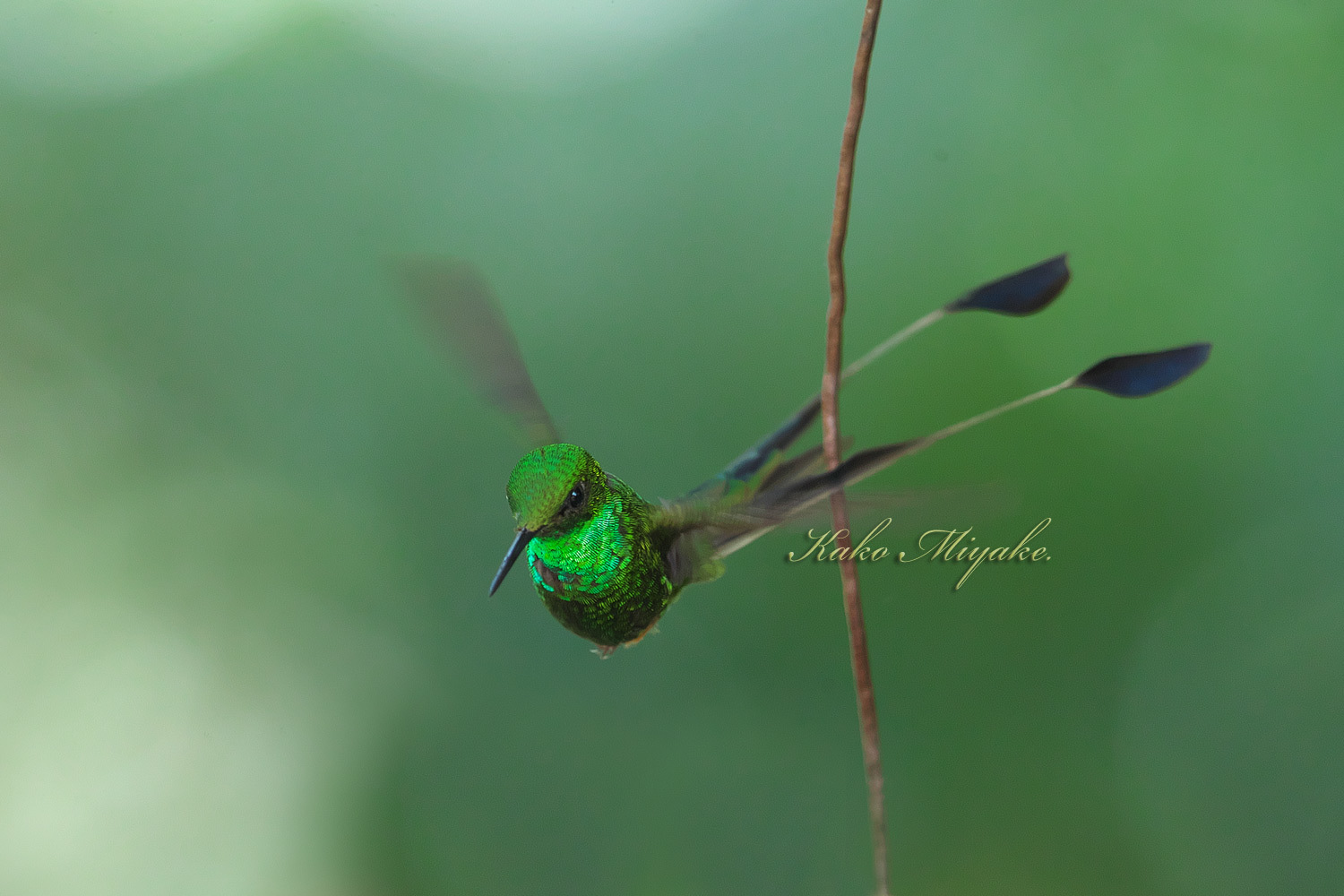 ラケットハチドリ(Booted Rackettail )E ＃25 エクアドル探鳥
