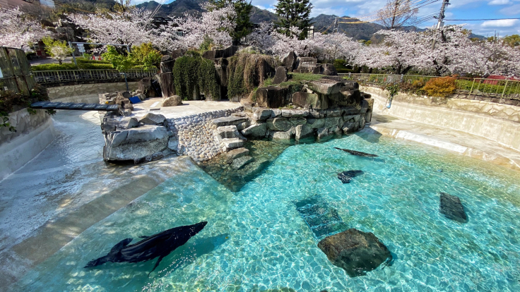 王子動物園のアシカ池と桜_b0063958_06463291.jpg
