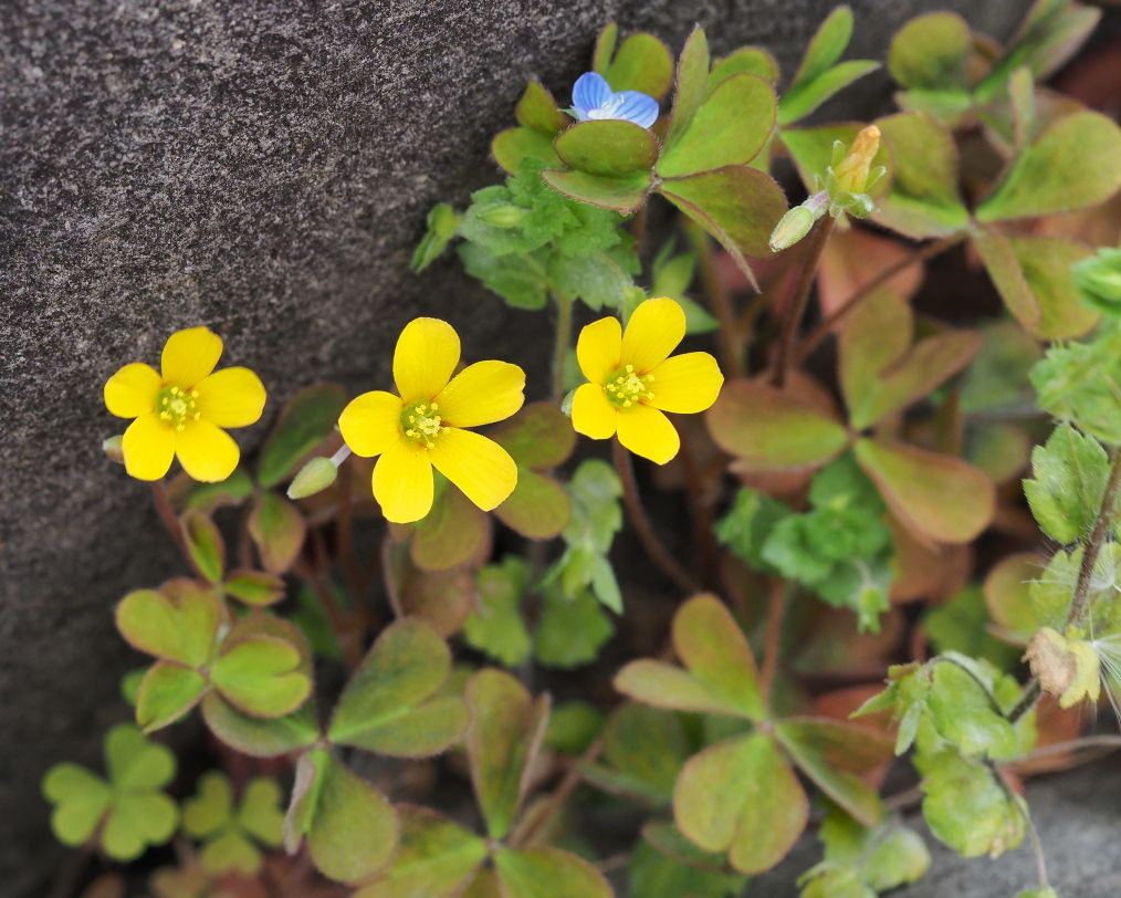 家の近くで雑草などを_c0305565_17243466.jpg