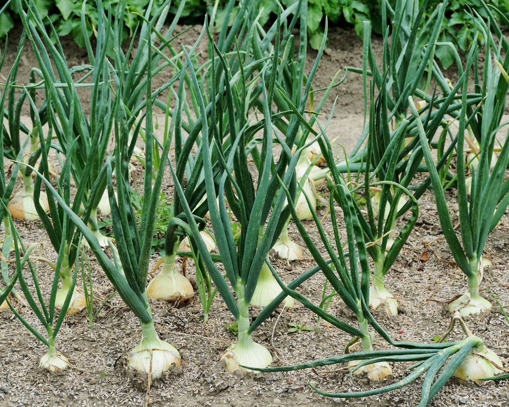 家の近くで雑草などを_c0305565_17303110.jpg