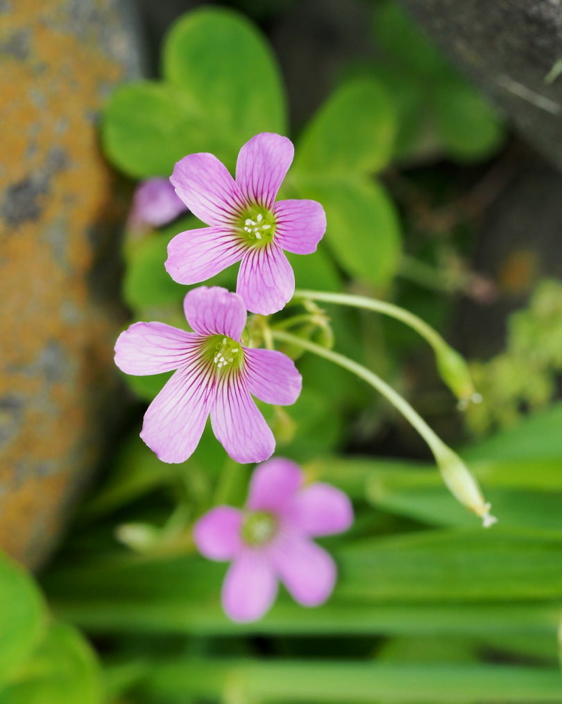 家の近くで雑草などを_c0305565_17342450.jpg