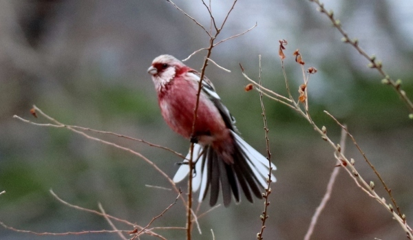 野鳥観察_d0226767_10195397.jpg