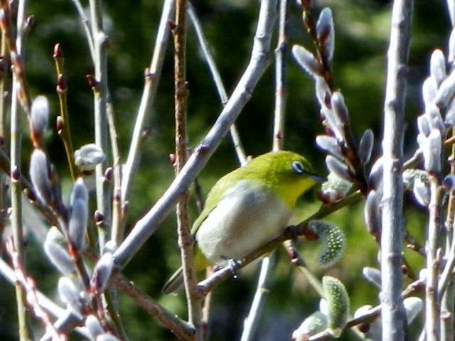 野鳥観察_d0226767_10240798.jpg