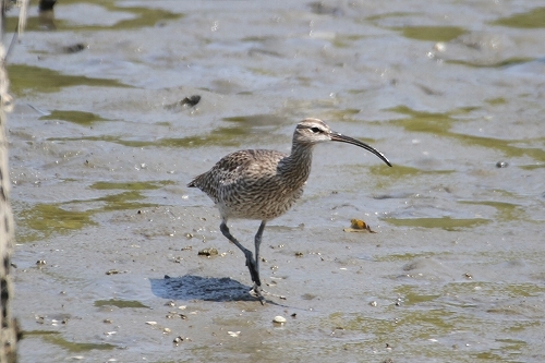 ４月最後の野鳥情報です 4 29 葛西臨海公園 鳥類園