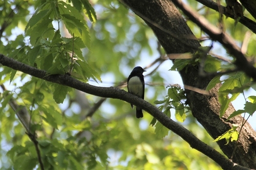 ４月最後の野鳥情報です 4 29 葛西臨海公園 鳥類園