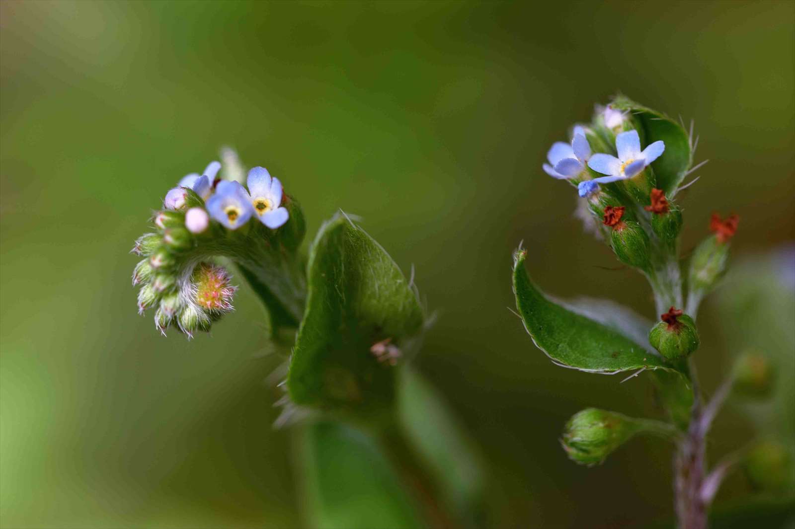 ムラサキ科の花 ヤマルリソウ ホタルカズラなど 野の花山の花ウォッチング In 奥多摩