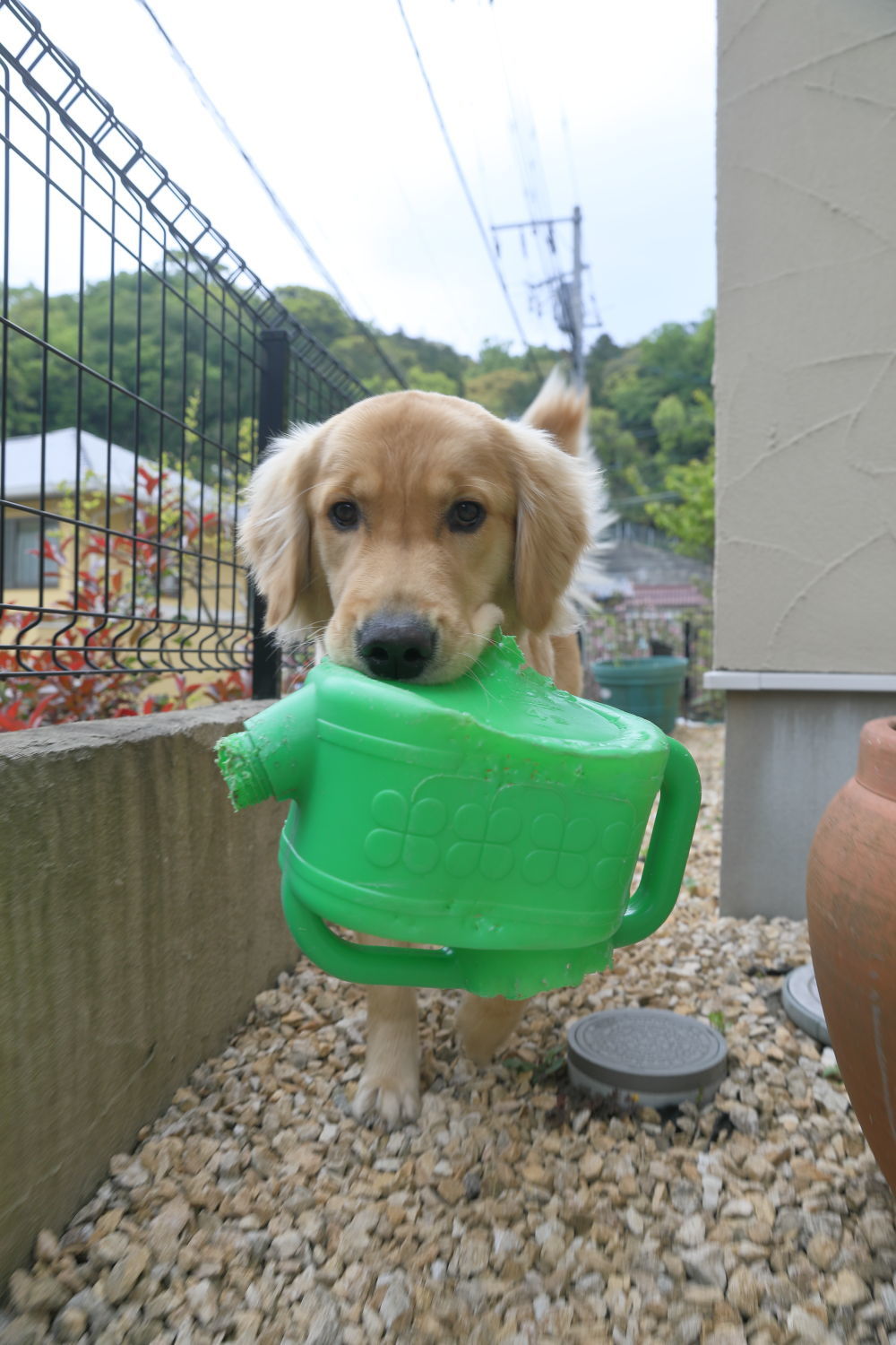 しつこいお方♪_b0275998_08405922.jpg