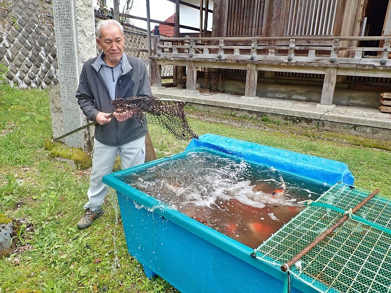28日には毘沙門堂の池で\"鯉上げ\"をしていました_c0336902_20390389.jpg