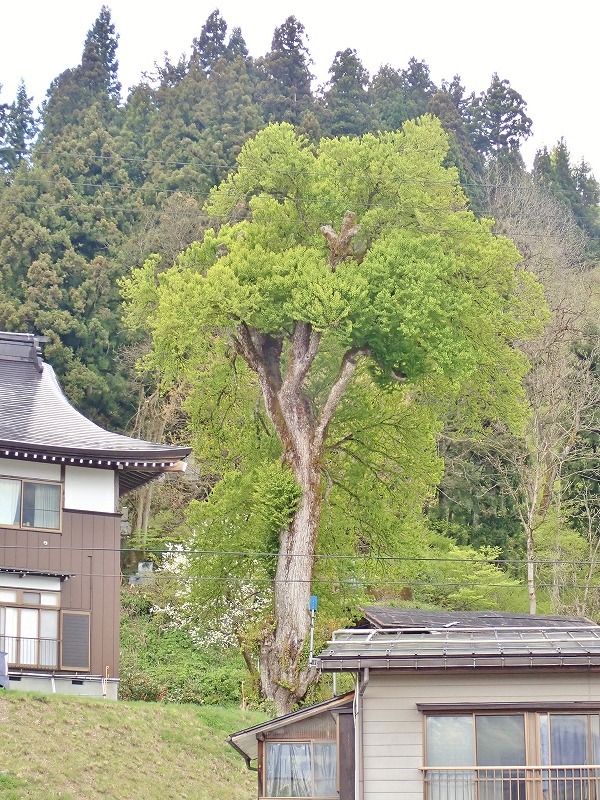 28日 会館周辺を\"春散歩\"です_c0336902_20561981.jpg