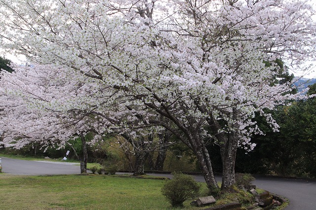 光ヶ丘の桜満開（撮影：4月2日）_e0321325_19475434.jpg