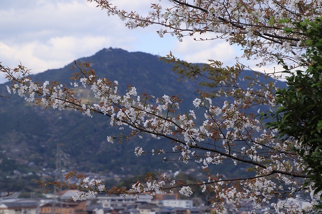 光ヶ丘の桜満開（撮影：4月2日）_e0321325_19484660.jpg