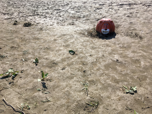 【号外】獅子太郎 半年点検_f0203027_11502277.jpg