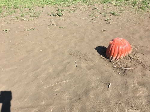 【号外】獅子太郎 半年点検_f0203027_11503460.jpg