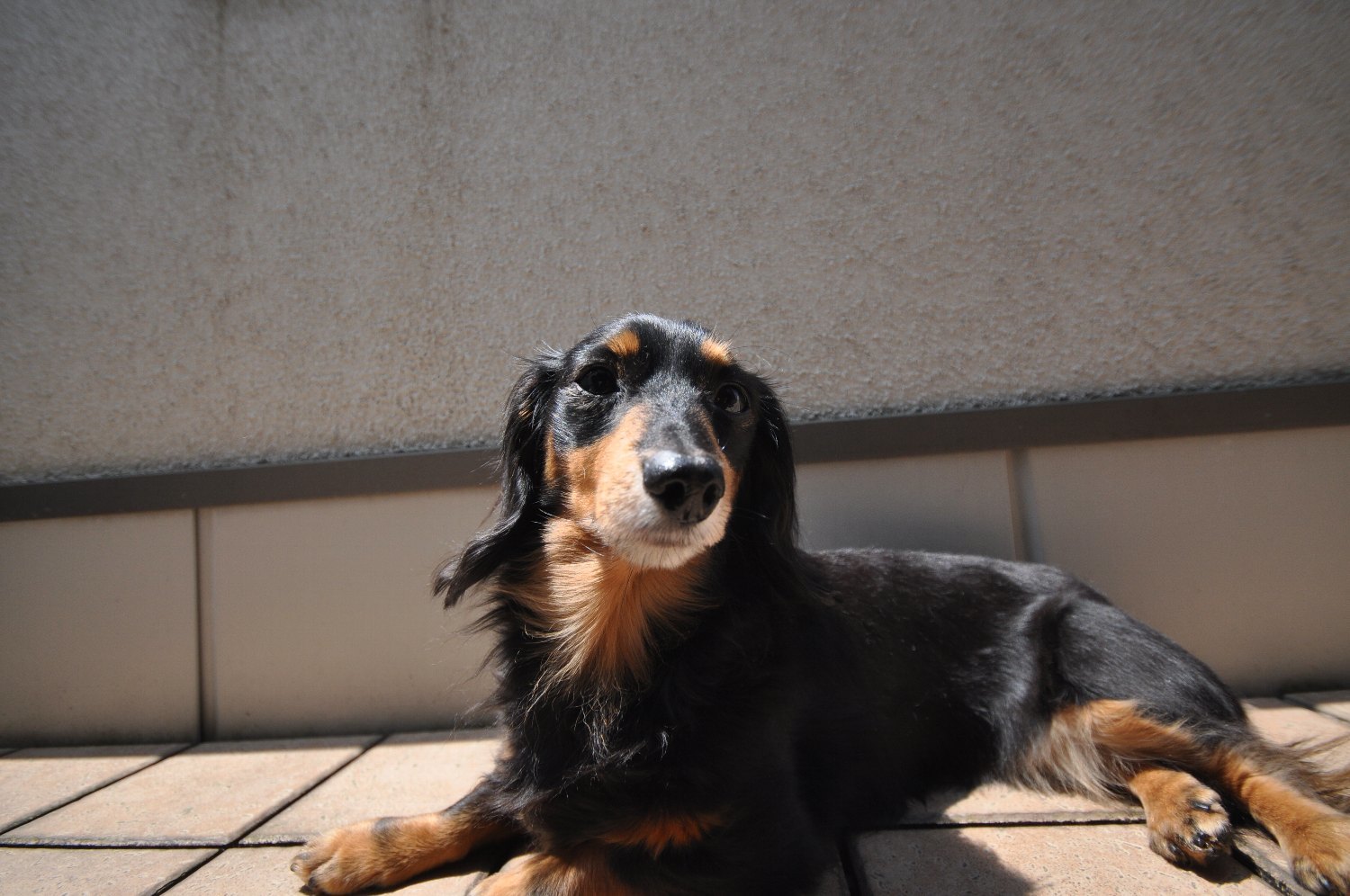 SIGMA 10-20mm で ミミちゃん を_b0069128_08035298.jpg