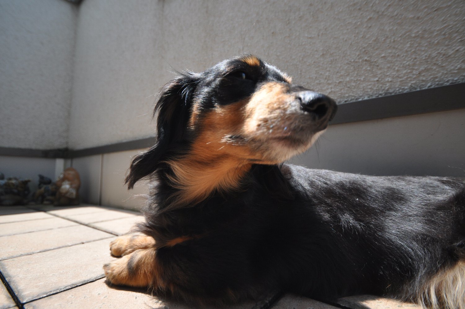 SIGMA 10-20mm で ミミちゃん を_b0069128_08040250.jpg
