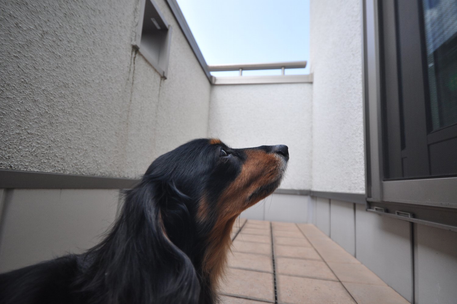 SIGMA 10-20mm で ミミちゃん を_b0069128_08040941.jpg